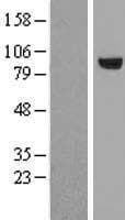 RPS6KA3 / RSK2 Protein (Over-Expression Lysate Myc-DDK (Flag))