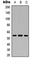ANGPTL3 Antibody (Internal)