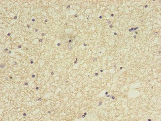 CCDC134 Antibody (aa23-229)