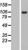 IGFN1 Protein (Over-Expression Lysate Myc-DDK (Flag))