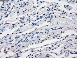 CD32A Antibody (clone OTI9C6, Carrier-free)