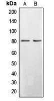 BRD3 Antibody (C-Terminus)