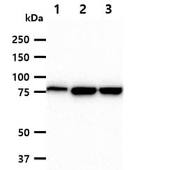 MCM7 Antibody (clone AT118H7)
