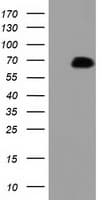 PEX5 Antibody (clone OTI6G8)