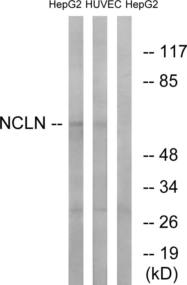 Polyclonal Rabbit anti-Human NCLN Antibody (aa474-523, WB)
