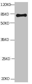 Monoclonal Mouse anti-Cow ALB / Serum Albumin Antibody (clone 1D11A1, WB)