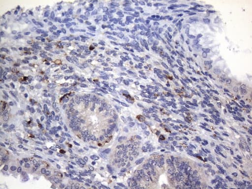 CD68 Antibody (clone KP1)