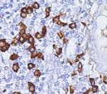 Mouse Anti-Human IgG4 Secondary Antibody