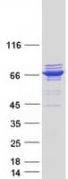 Human TTC12 Protein (Recombinant Myc-DDK (Flag))