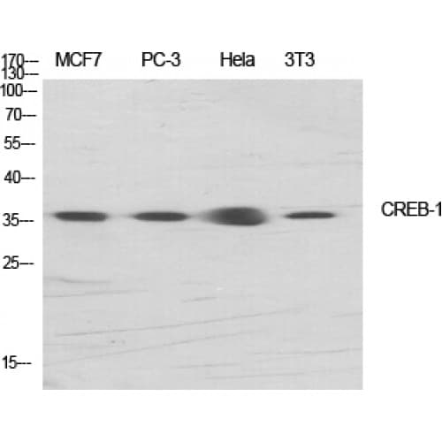 CREB1 / CREB Antibody (70-150 aa)