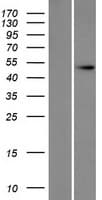 DXO / DOM3Z Protein (Over-Expression Lysate Myc-DDK (Flag))
