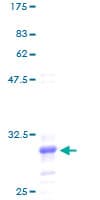 Human RPL41 / Ribosomal Protein L41 (Recombinant GST)