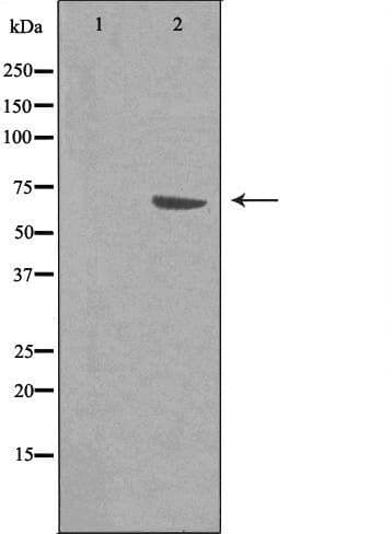 Polyclonal Rabbit anti-Human RGS14 Antibody (IF, WB)