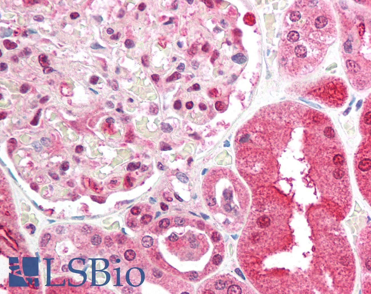 IHC-plus™ BRCC3 / BRCC36 Antibody