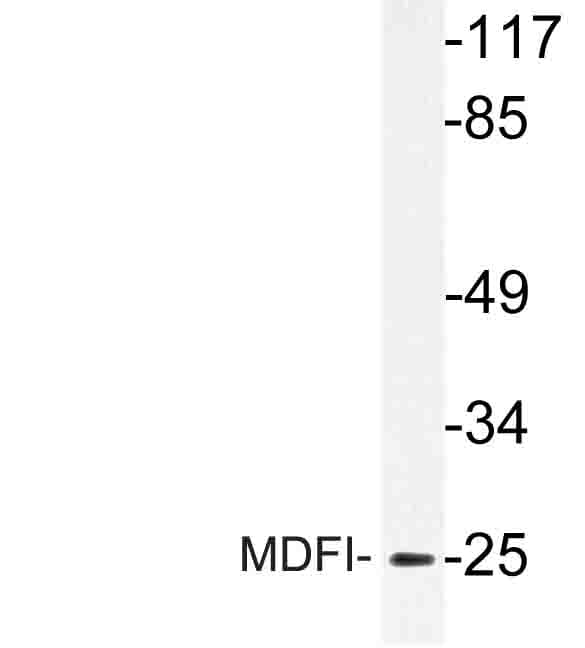 MDFI / I-MF Antibody (Pro134)