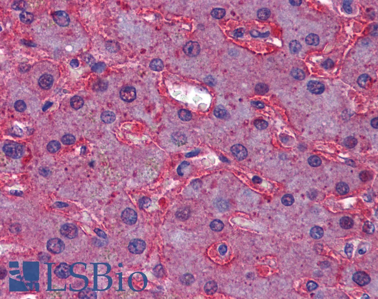 IHC-plus™ Polyclonal Rabbit anti-Hamster APOA1 / Apolipoprotein A 1 Antibody (IHC, WB)