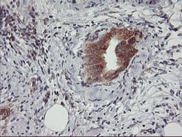 Monoclonal Mouse anti-Human USP10 Antibody (clone OTI1A10, IHC, WB)