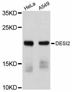 DESI2 / PPPDE1 Antibody