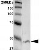 Monoclonal Mouse anti-Human GFAP Antibody (clone S206B-9, IF, WB)