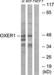 IHC-plus™ OXER1 Antibody (aa212-261)
