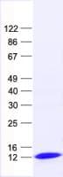 Human FCF1 Protein (Recombinant His, N-Terminal)