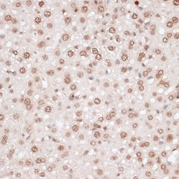 H2AFX / H2AX Antibody
