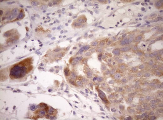WIBG Antibody (clone OTI1E10, Carrier-free)