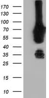 NMT2 Antibody (clone OTI2E1, Carrier-free)