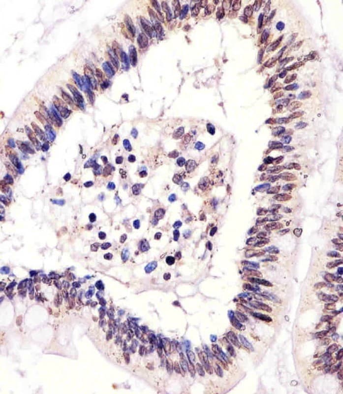 CTCF Antibody (aa185-216)