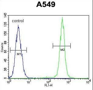 Polyclonal Rabbit anti-Human IGF1 Antibody (aa115-144, IHC, IF, WB)