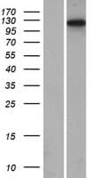 Human RNF74 / RAG1 Protein (Over-Expression Lysate Myc-DDK (Flag))