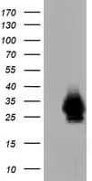 CRYM Antibody (clone 1G7, Carrier-free)