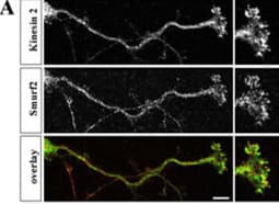 SMURF2 Antibody (aa702-731)