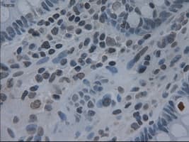 IL3 Antibody (clone OTI3B11)