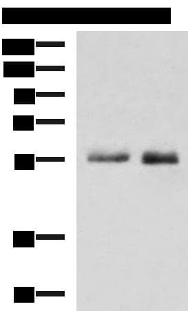 PEPD / PROLIDASE Antibody