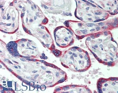 IHC-plus™ LNX1 / LNX Antibody