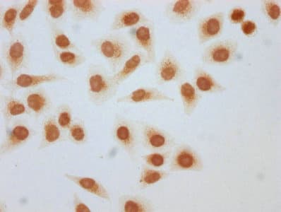 HIST1H3A Antibody