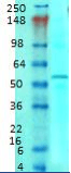 Monoclonal Mouse anti-Human SLC1A1 / EAAT3 Antibody (clone S180-41, WB)