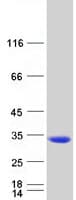 Human NANP Protein (Recombinant Myc-DDK (Flag))