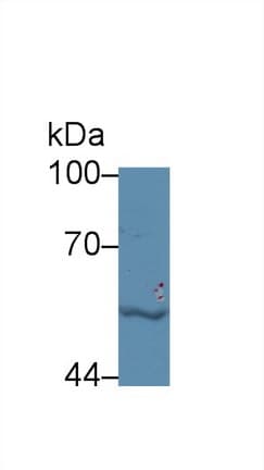 LBP Antibody (aa27-481)