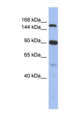 NCOA2 / TIF2 Antibody (N-Terminus)
