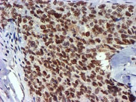 USP7 / HAUSP Antibody (clone OTI1F12, Carrier-free)