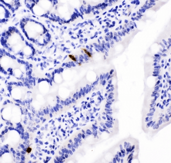 Polyclonal Rabbit anti-Mouse Peptide YY / PYY Antibody (IHC, WB)