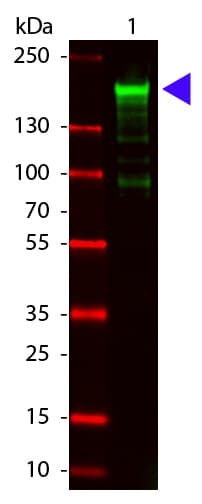 A2M / Alpha-2-Macroglobulin Antibody