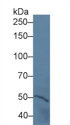 PTPRH / SAP-1 Antibody (aa685-909, APC)