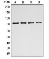BACH1 Antibody (Internal)