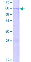 Human FAM43A Protein (Recombinant GST)