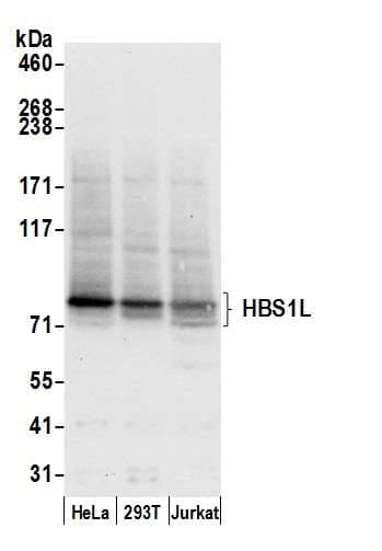 HBS1L Antibody (aa150-200)