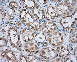 NPR3 Antibody (clone OTI11A6)