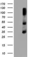 ERCC1 Antibody (clone OTI1C10, Carrier-free)